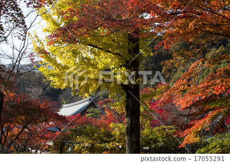 Autumn leaves of Niseo-in 17055291