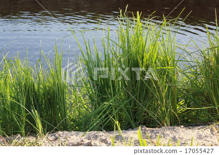 Green reeds close to lake 18264 Green reeds close to lake 18264 17055427
