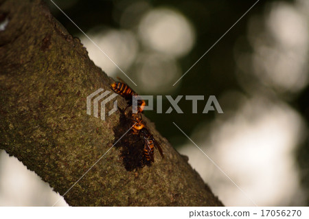 Giant hornet insect 17056270