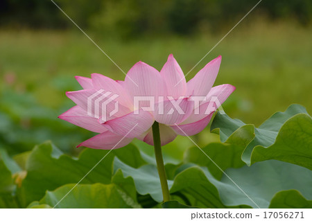 Lotus flower Lotus flower 17056271