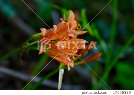 A fox rider 17056529