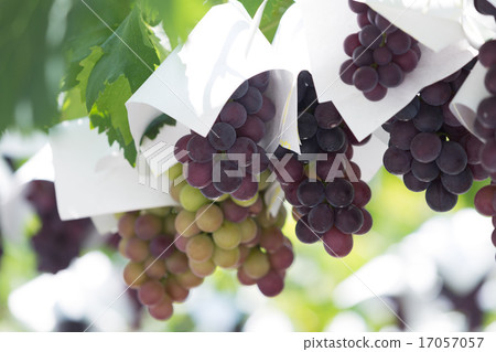 葡萄園 17057057