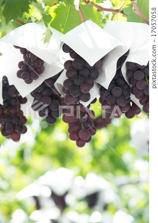 葡萄園 17057058