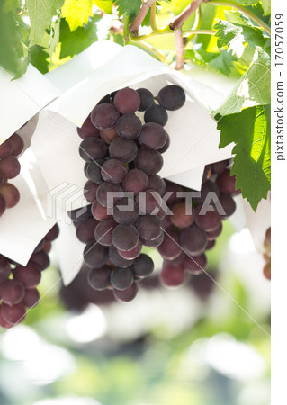 葡萄園 17057059