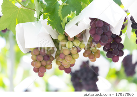 葡萄園 17057060