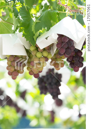 葡萄園 葡萄園 17057061