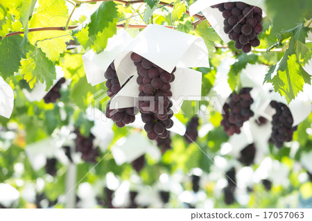 葡萄園 17057063