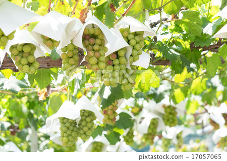 葡萄園 17057065