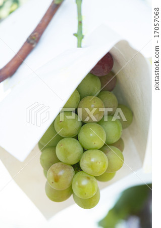 葡萄園 17057068