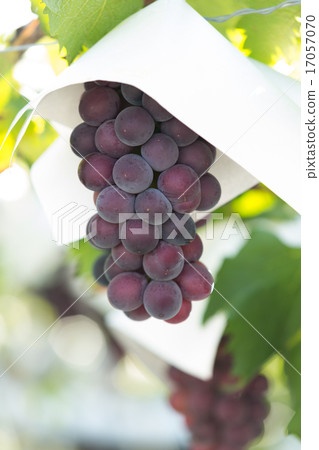葡萄園 17057070