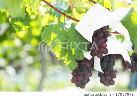 葡萄園 17057071