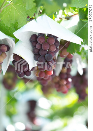 葡萄園 17057072