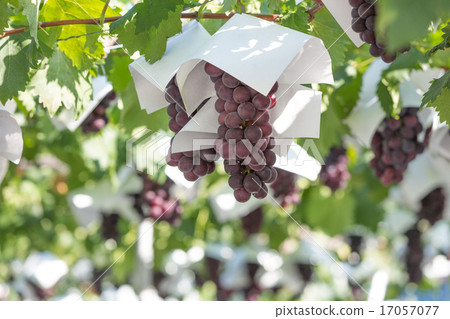 葡萄園 17057077
