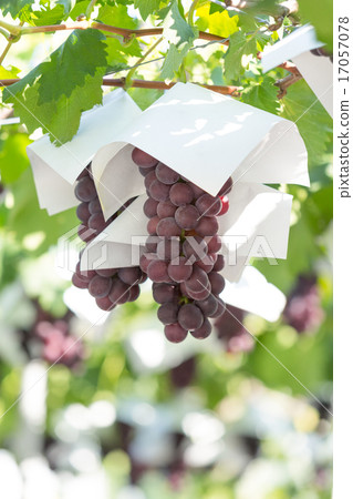 葡萄園 17057078