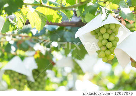 Vineyard 17057079