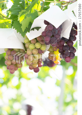 葡萄園 17057080