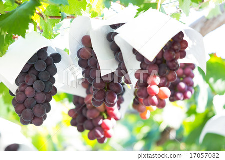 葡萄園 17057082