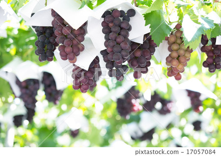 葡萄園 17057084