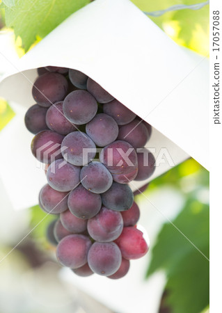 葡萄園 葡萄園 17057088