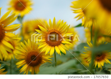 咪咪梓 咪咪梓 17057650