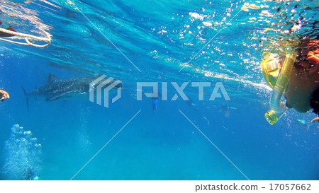 Summer vacation tour with the whale shark Summer vacation Philippines 17057662