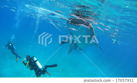 Whale shark Nature wild underwater photograph 17057931