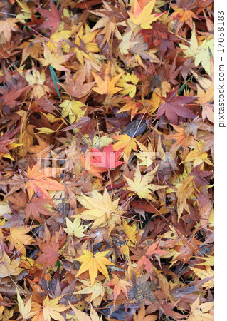 Autumn leaves of Koishikawa Korakuen Autumn leaves of Koishikawa Korakuen 17058183