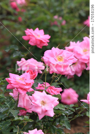 金代植物園Floric的玫瑰 17058196