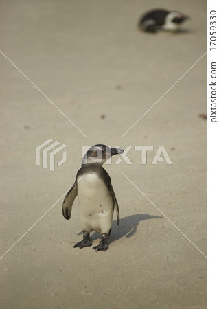 Young African Penguin 17059330