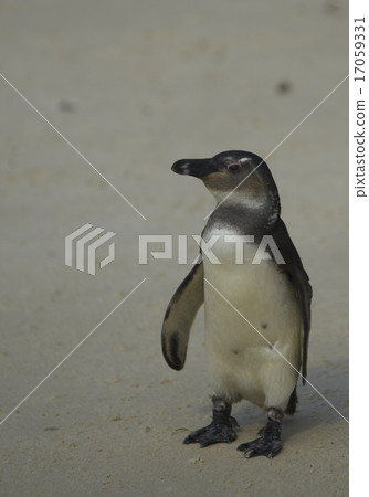 Young African Penguin Young African Penguin 17059331