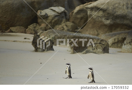 African Penguins at Boulders Beach African Penguins at Boulders Beach 17059332