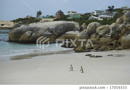 African Penguins at Boulders Beach 17059333