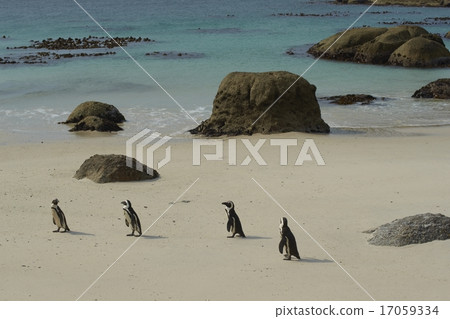 African Penguins at Boulders Beach 17059334