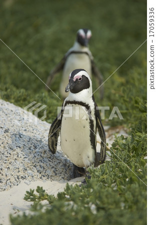 African Penguins African Penguins 17059336