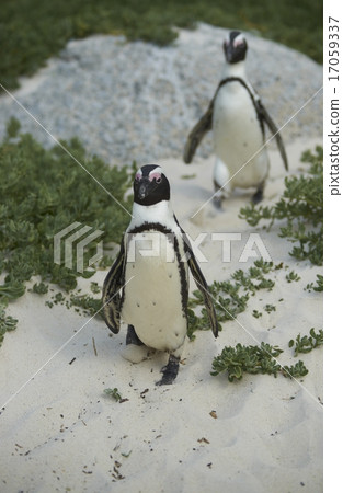 African Penguins 17059337