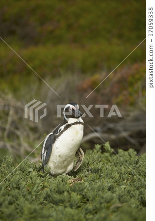 African Penguin in Vegetation African Penguin in Vegetation 17059338