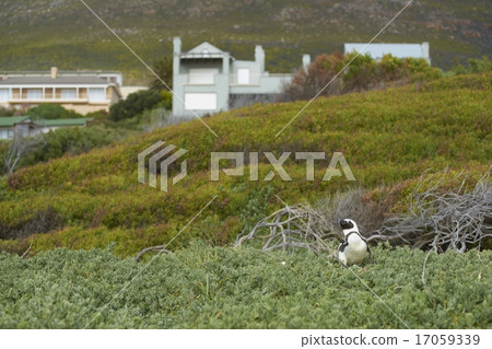 Boulders Beach Penguin Colony 17059339