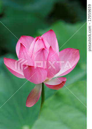 葉子的綠色在上野的荷花池開花的蓮花 17059659