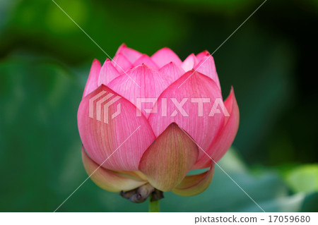 葉子的綠色在上野的荷花池開花的蓮花 17059680