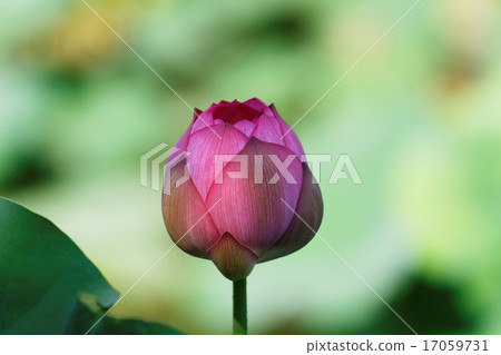 上野的荷花池花蕾和葉子綠色 17059731