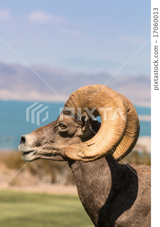 Desert Bighorn Sheep Ram Desert Bighorn Sheep Ram 17060013