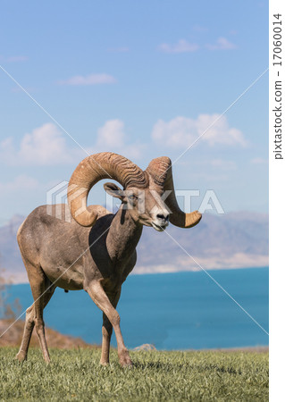 Desert Bighorn Sheep Ram Desert Bighorn Sheep Ram 17060014