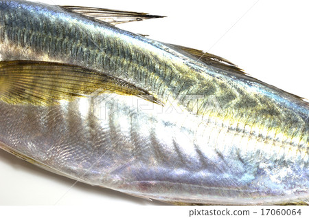Horse mackerel	 Horse mackerel	 17060064
