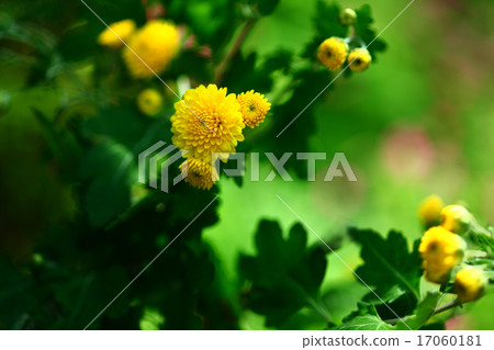 Flowering of Yellow Kikuchi 17060181