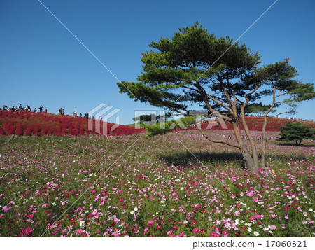 Pine trees and one side of cosmos and Kokia 17060321