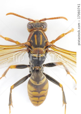 Seguro Asinagabachi (dark-legged bee) - Ashikaga butterfly enlarged vertical Seguro Asinagabachi (dark-legged bee) - Ashikaga butterfly enlarged vertical 17060741
