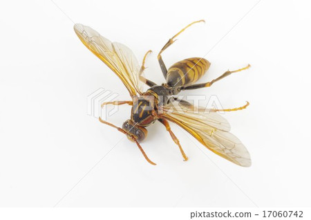 Seguro Asinagabachi（猴子腿長度蜂） -  Ashiginaga海灘對角鳥瞰圖 17060742