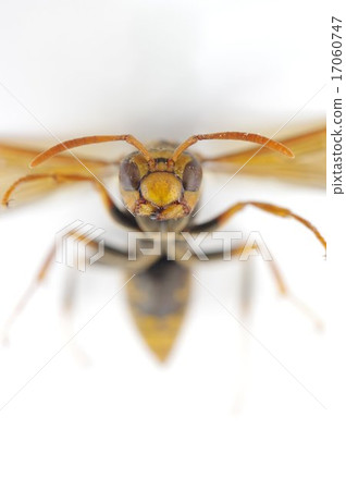 Seguro Asinagabachi (dark-legged bee) - Ashigashigahiga head expanding 17060747