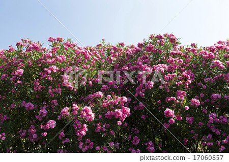 Bamboo shoots 17060857