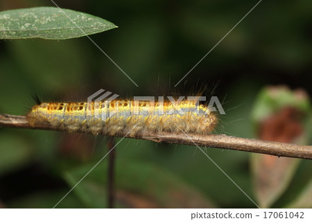 Living beings Takekeleha, larva are large beautiful caterpillars large in color mutation. I have poisoned needles like other Kalehaga 17061042